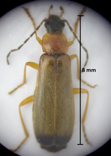 Rhagonycha lutea